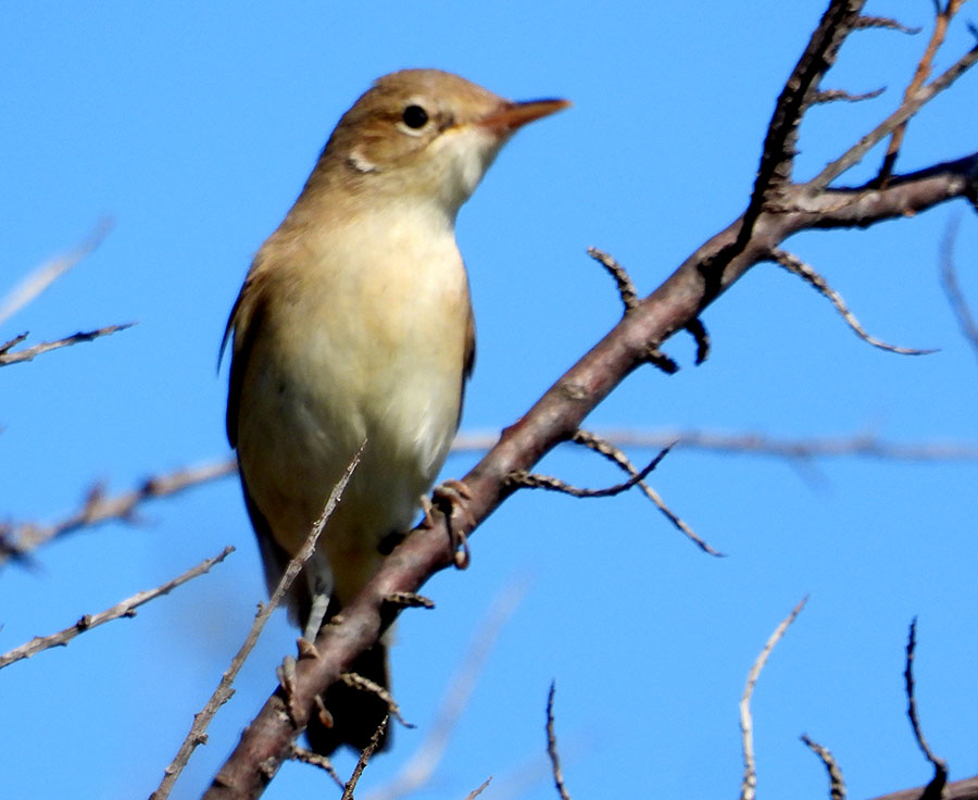 Eastern Olivaceous Warbler