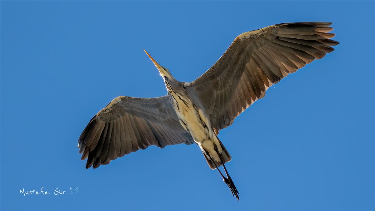 Grey Heron