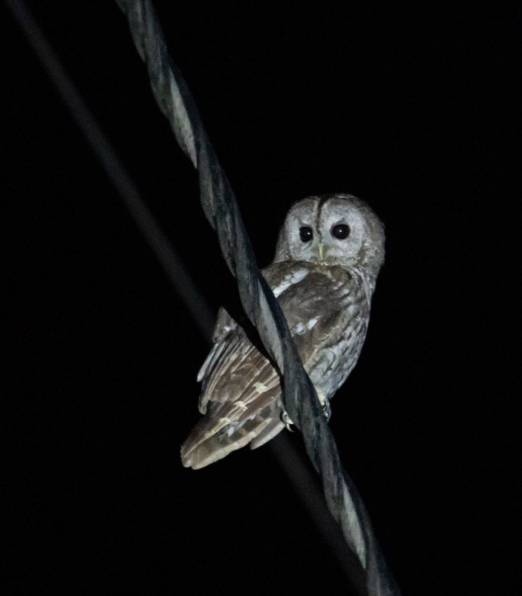 Tawny Owl