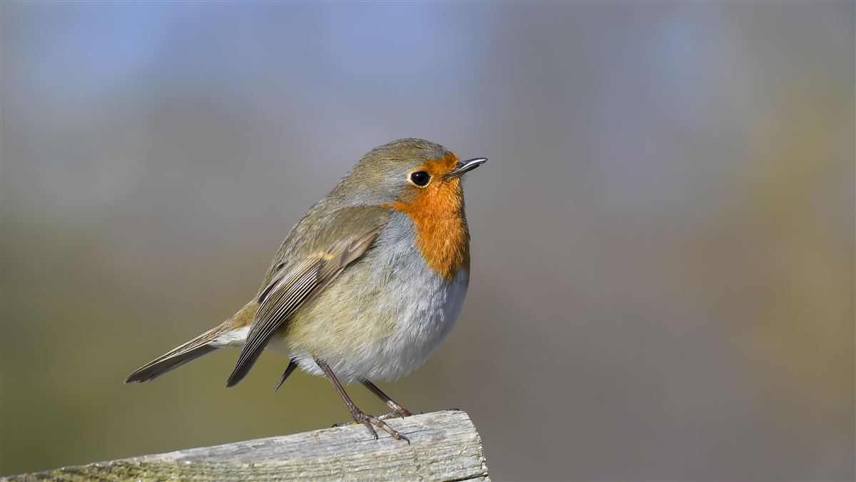 European Robin