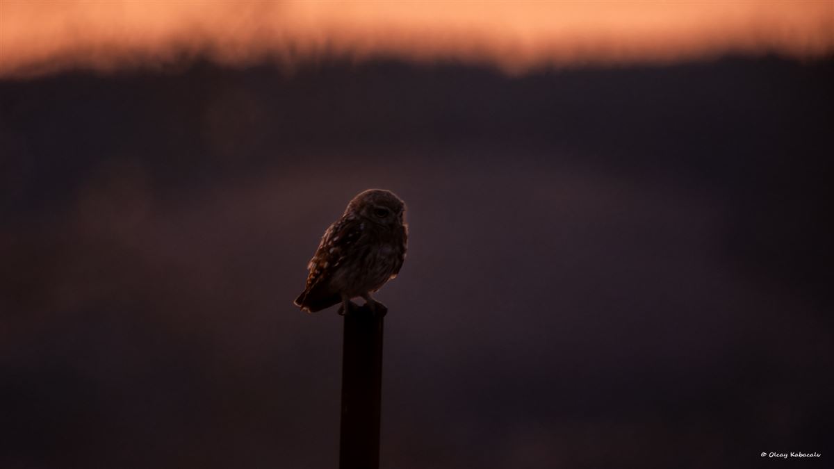 Little Owl