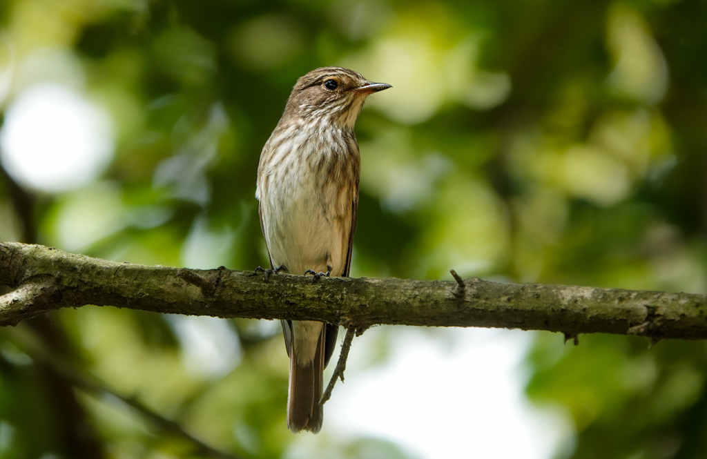 Spotted Flycatcher