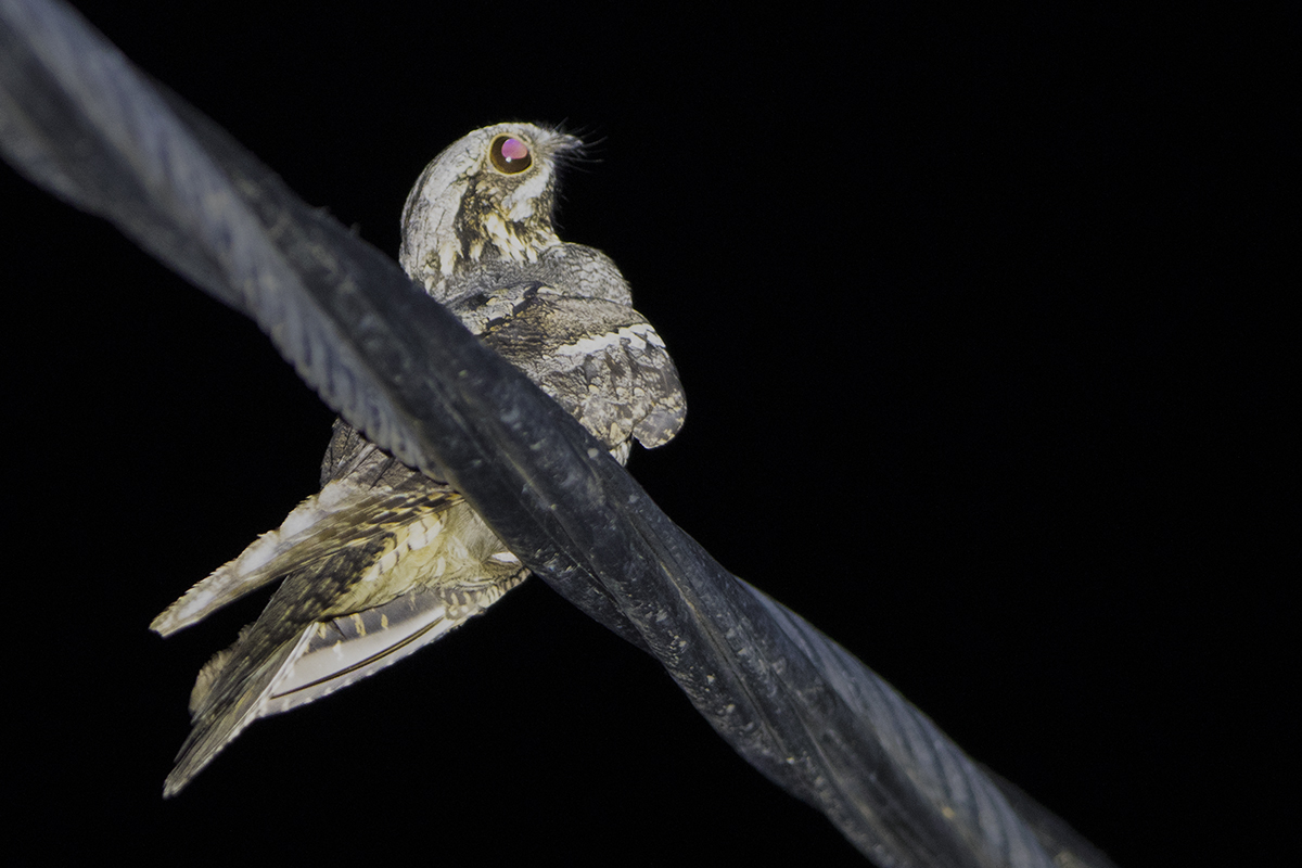 European Nightjar