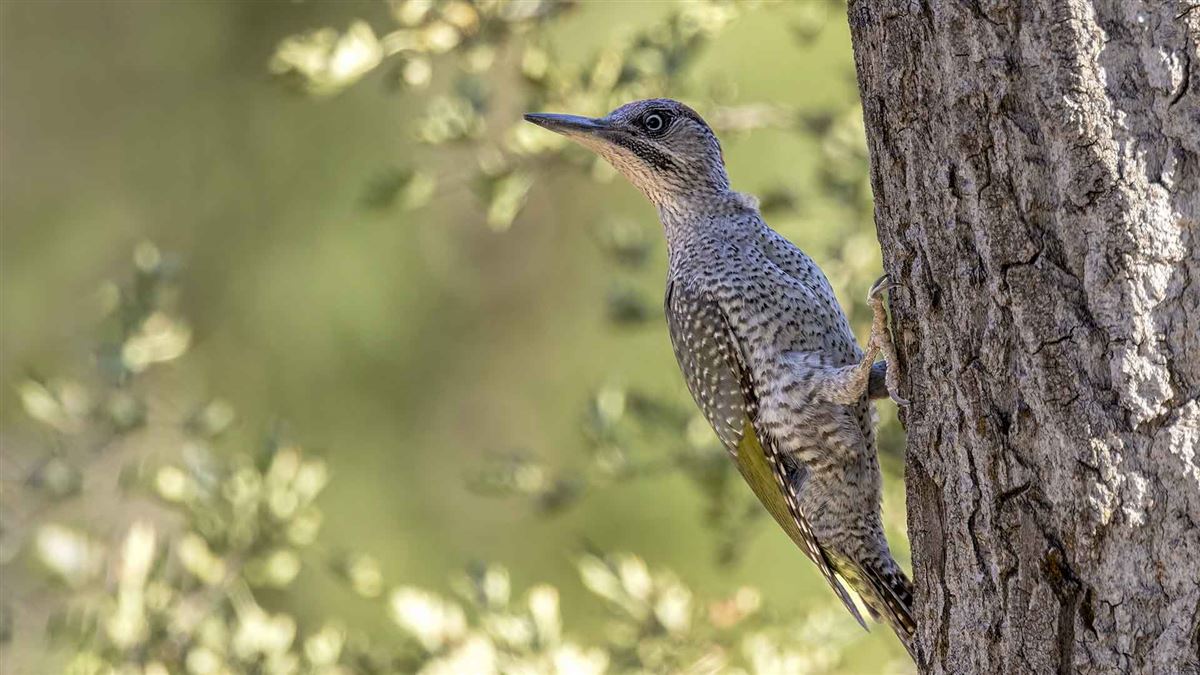 European Green Woodpecker