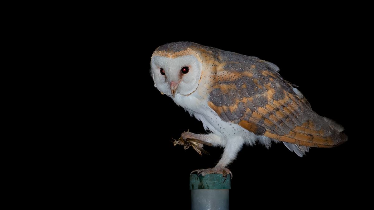 Western Barn Owl
