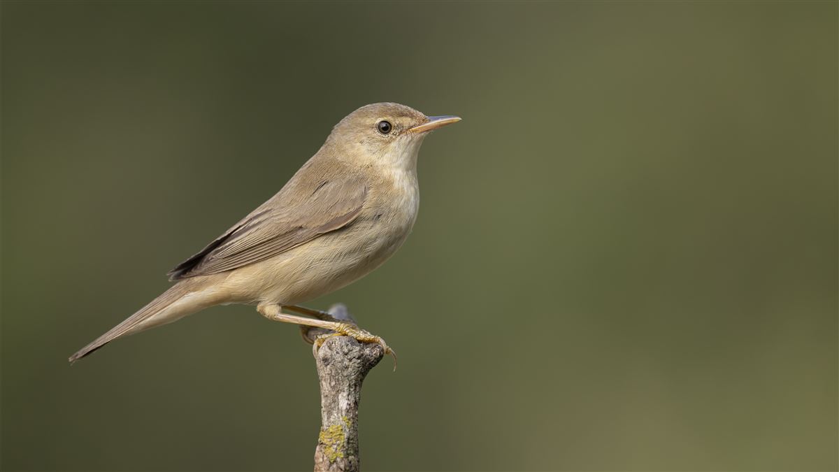 Marsh Warbler