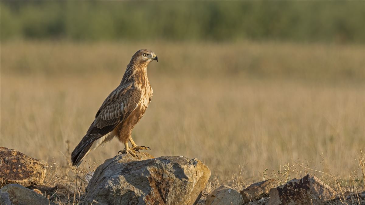 Kızıl şahin