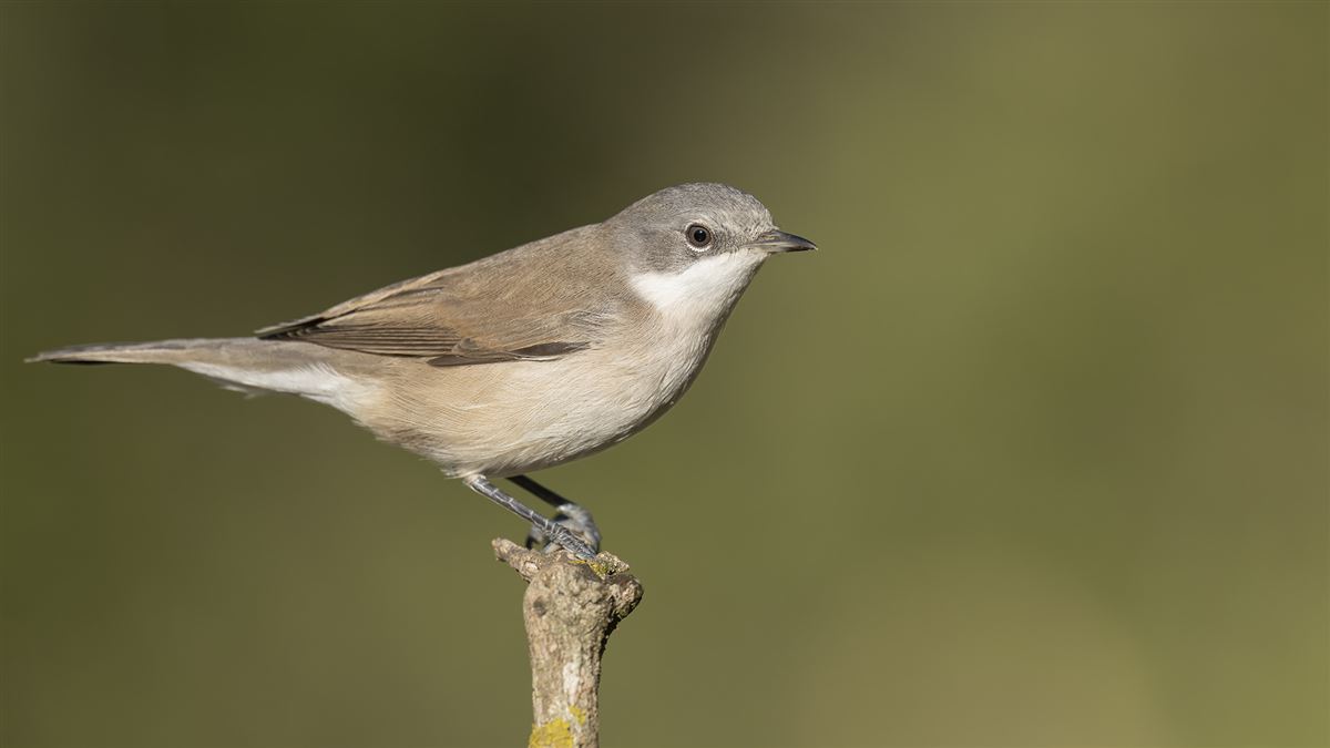 Lesser Whitethroat