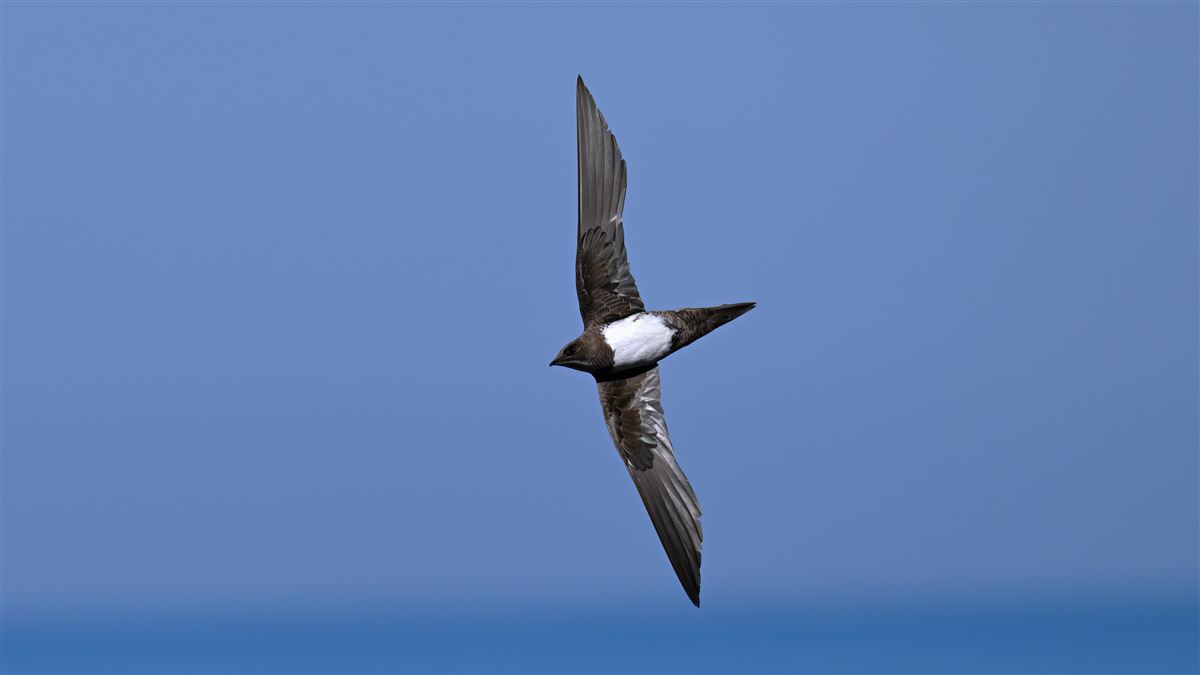 Alpine Swift