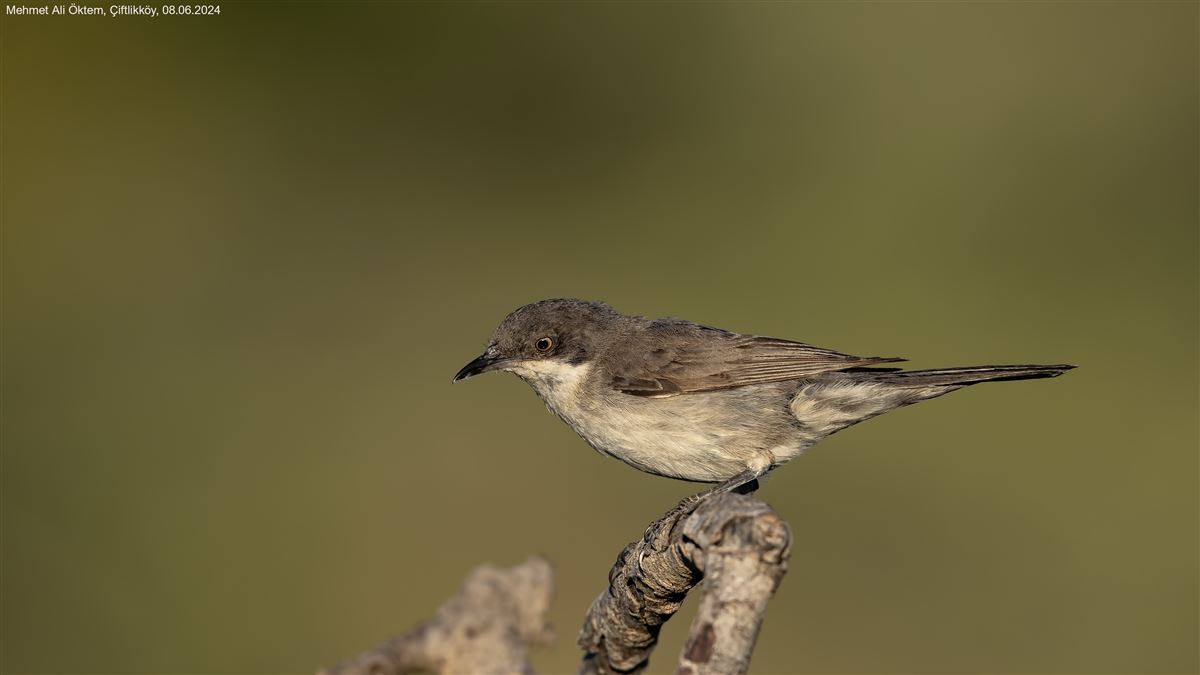Eastern Orphean Warbler