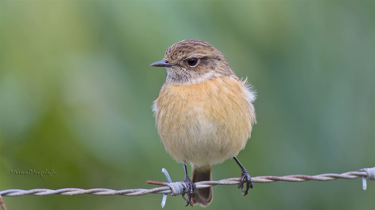 European Stonechat