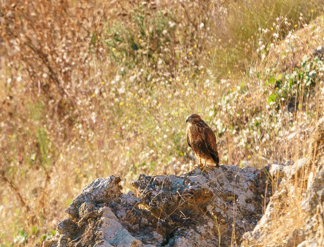 Kızıl şahin