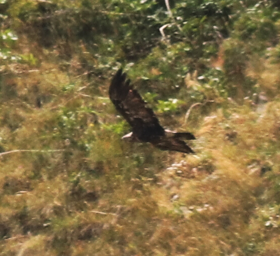 Şah Kartal
