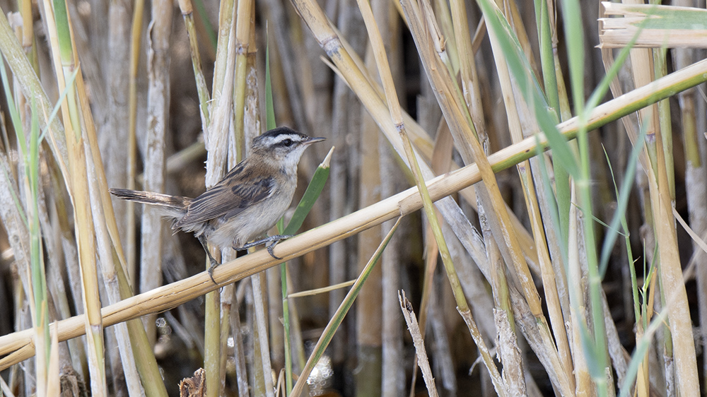 Moustached Warbler