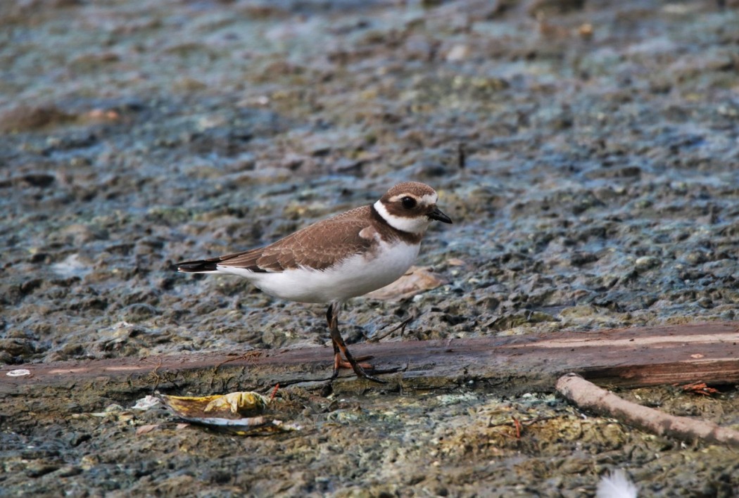Common Ringed Plover