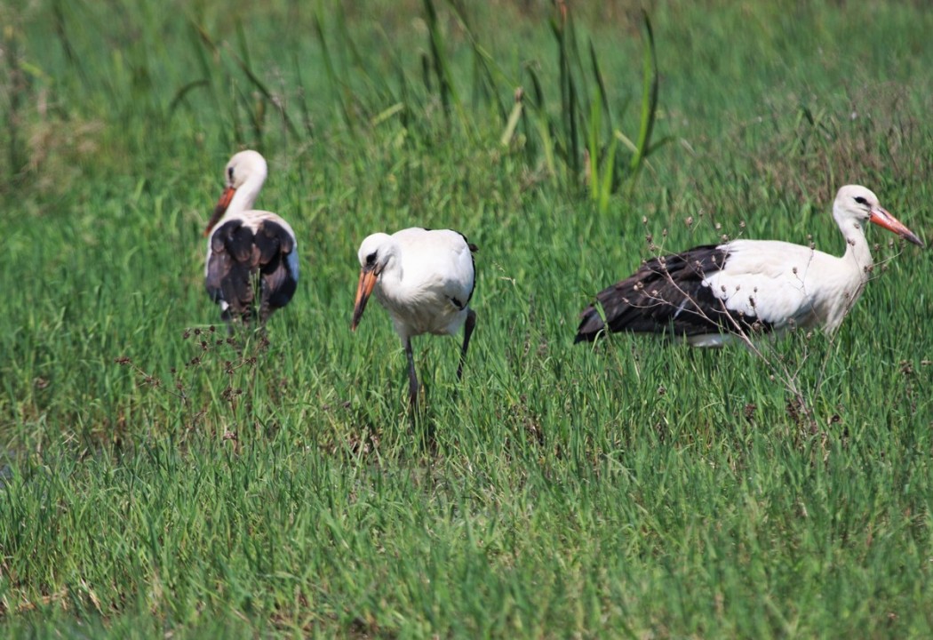 White Stork