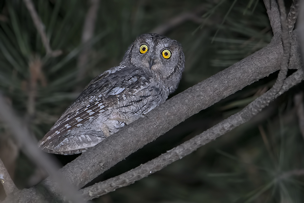 Eurasian Scops Owl