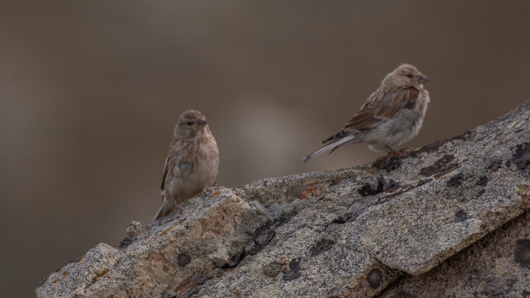 Twite