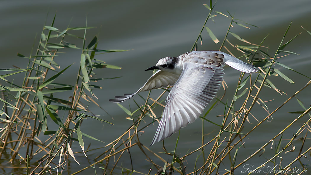 Whiskered Tern