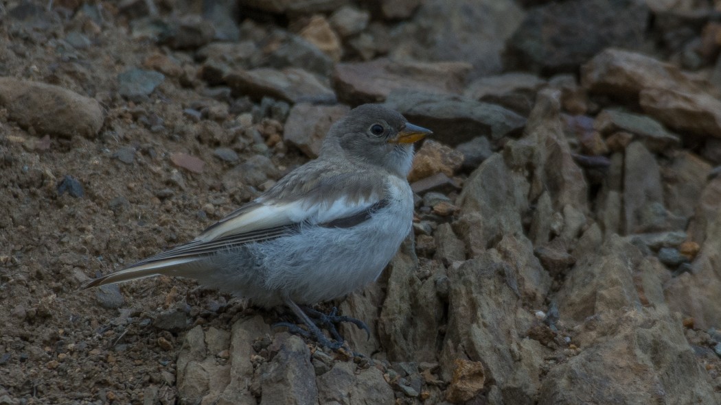 White-winged Snowfinch