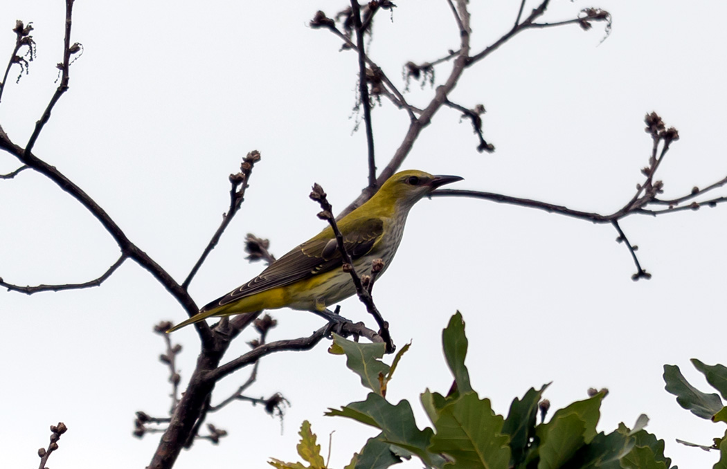 Eurasian Golden Oriole