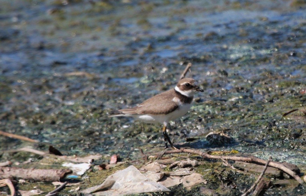 Common Ringed Plover