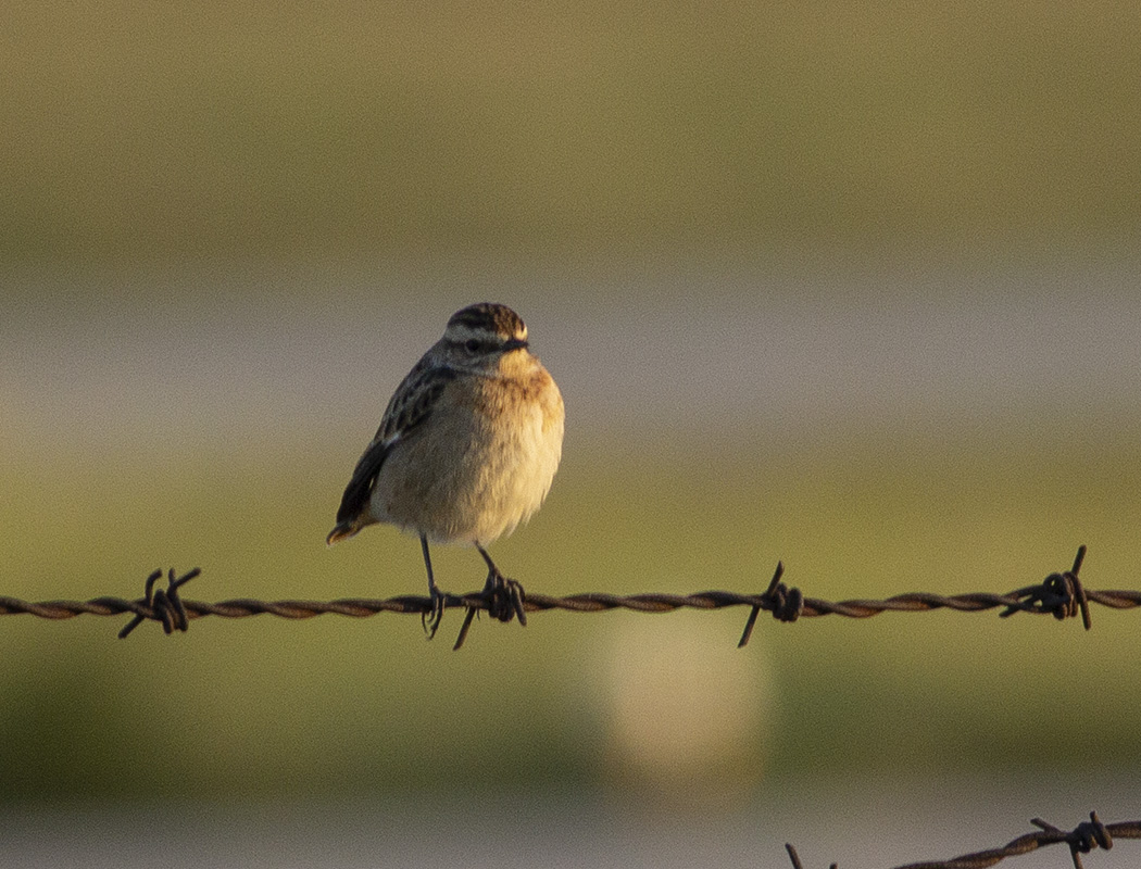 Whinchat