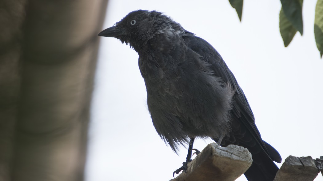 Western Jackdaw