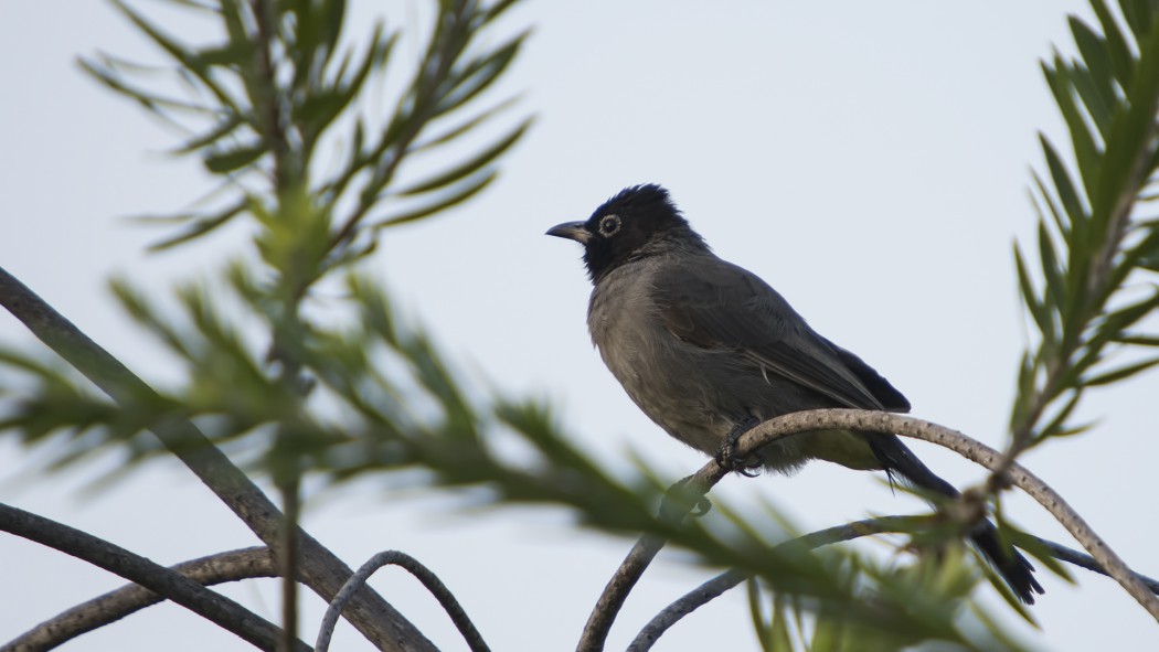 White-spectacled Bulbul