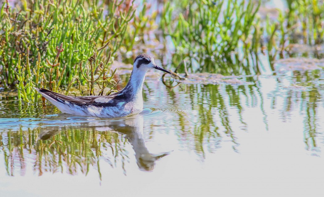 Red-necked Phalarope