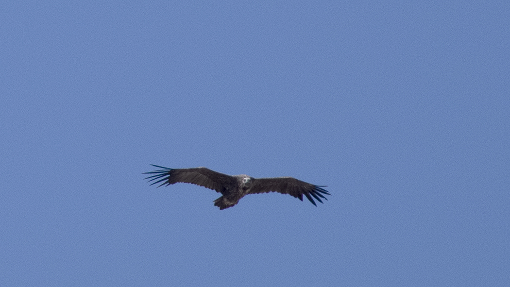 Cinereous Vulture