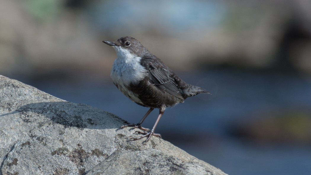 White-throated Dipper