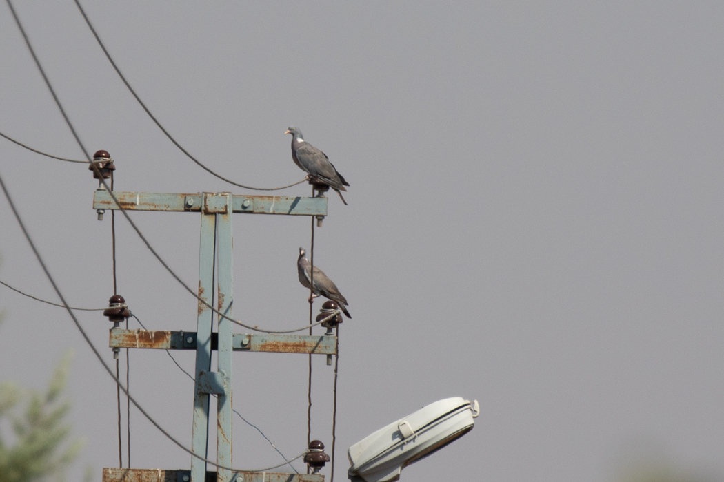 Common Wood Pigeon