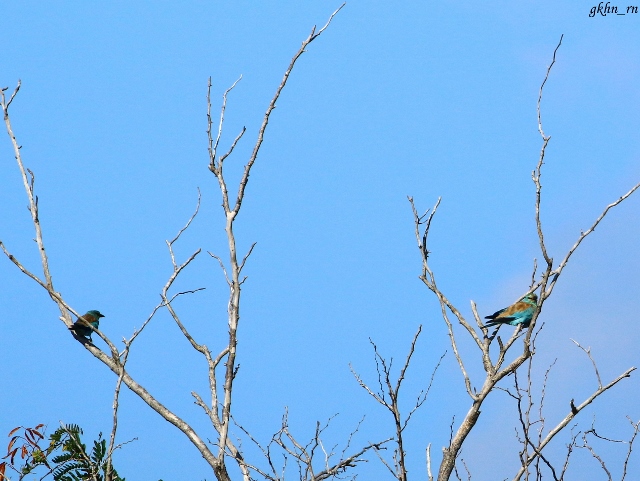 European Roller