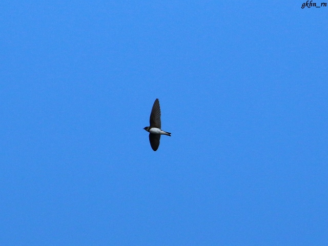 Sand Martin
