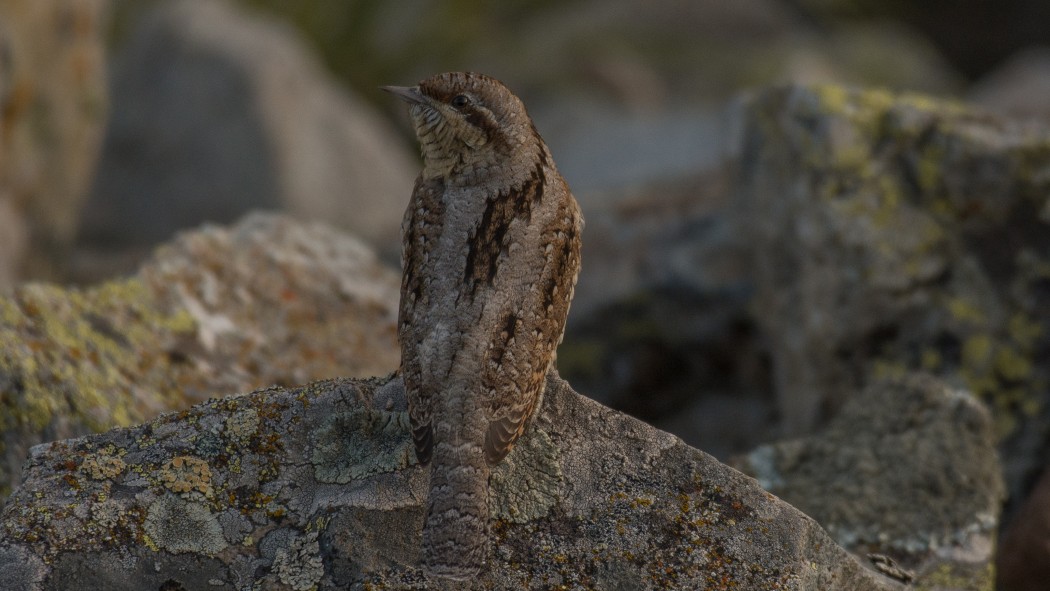 Eurasian Wryneck