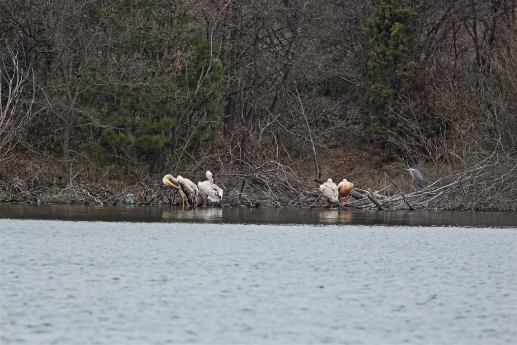 Great White Pelican