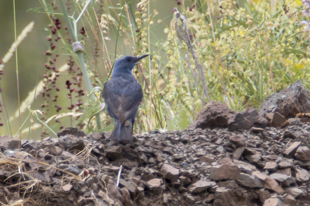 Blue Rock Thrush
