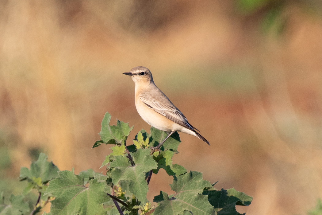 Northern Wheatear