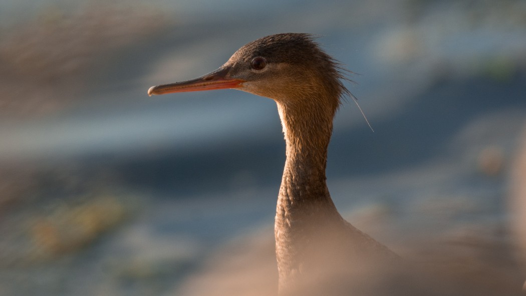 Red-breasted Merganser