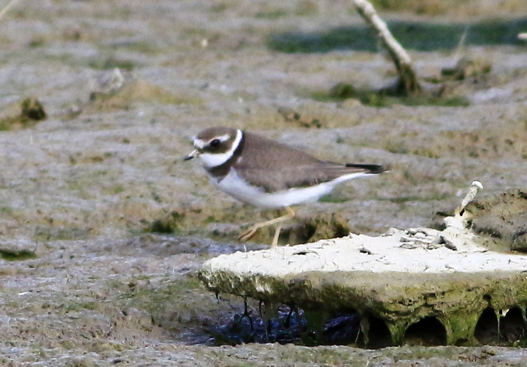 Common Ringed Plover