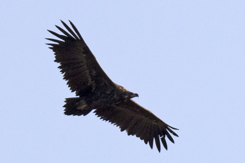 Cinereous Vulture