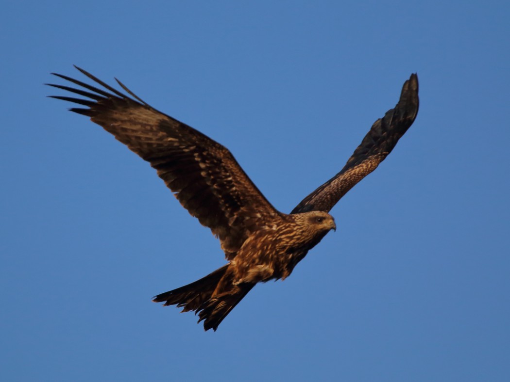 Black Kite