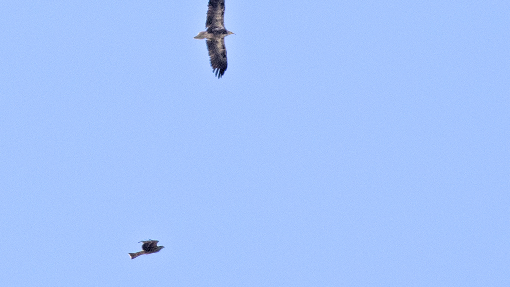 Black Kite