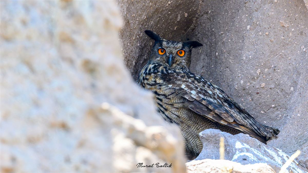 Eurasian Eagle-Owl