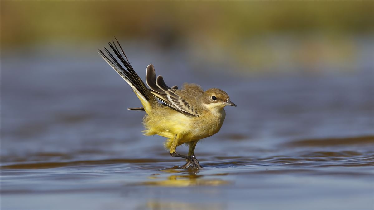 Western Yellow Wagtail