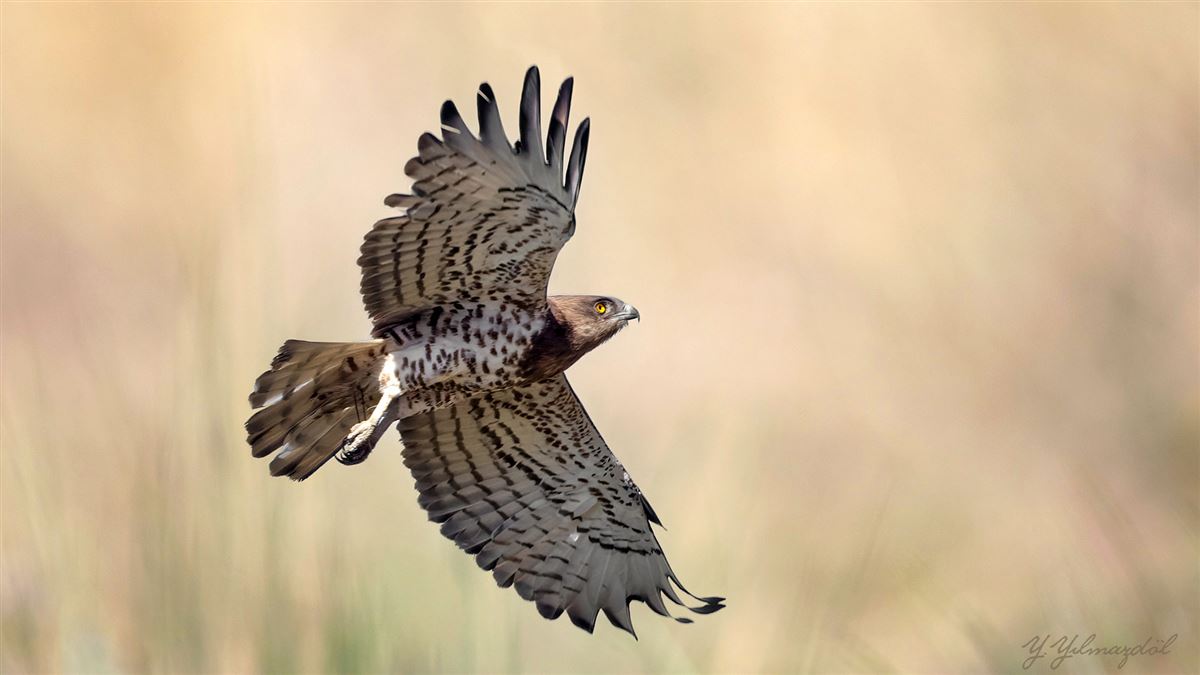 Short-toed Snake Eagle