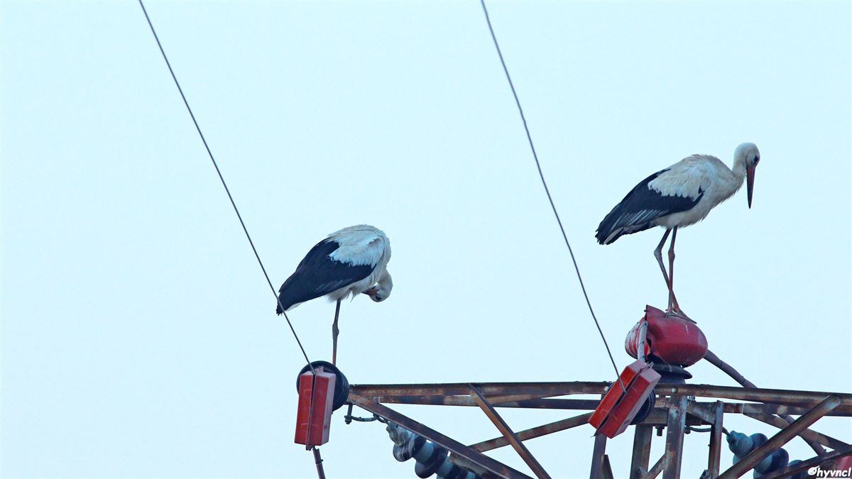 White Stork