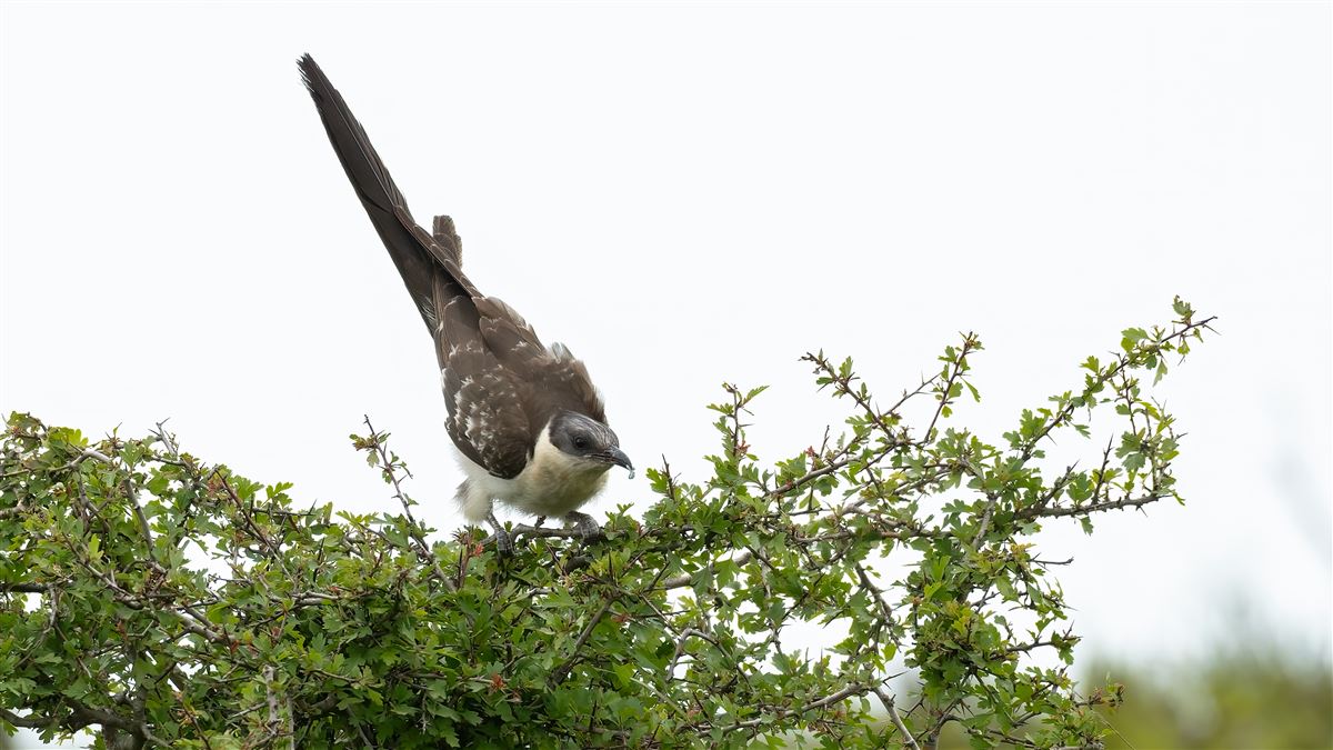 Great Spotted Cuckoo