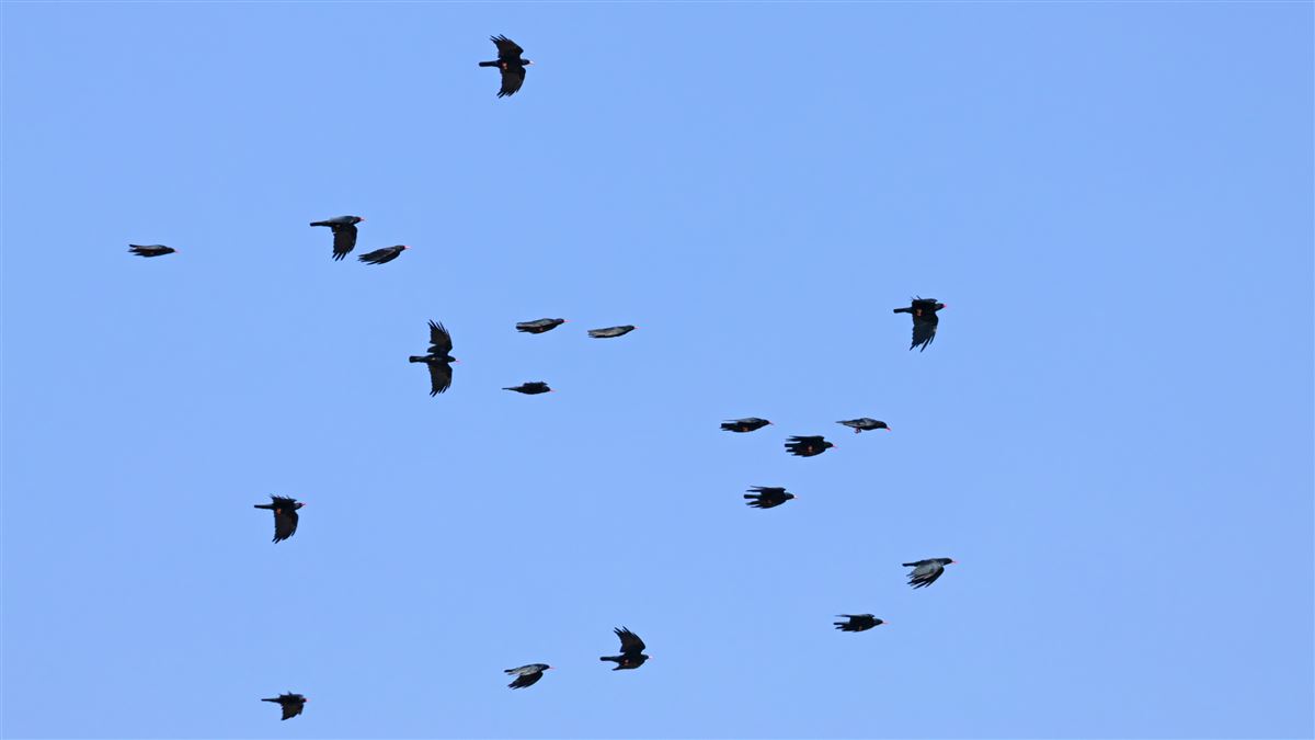 Red-billed Chough